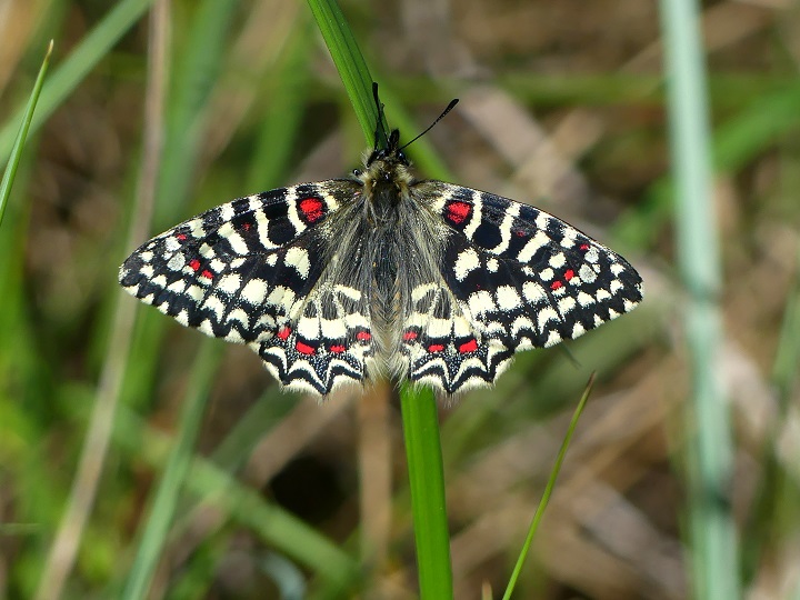 Découverte de la flore et faune de la garrigue